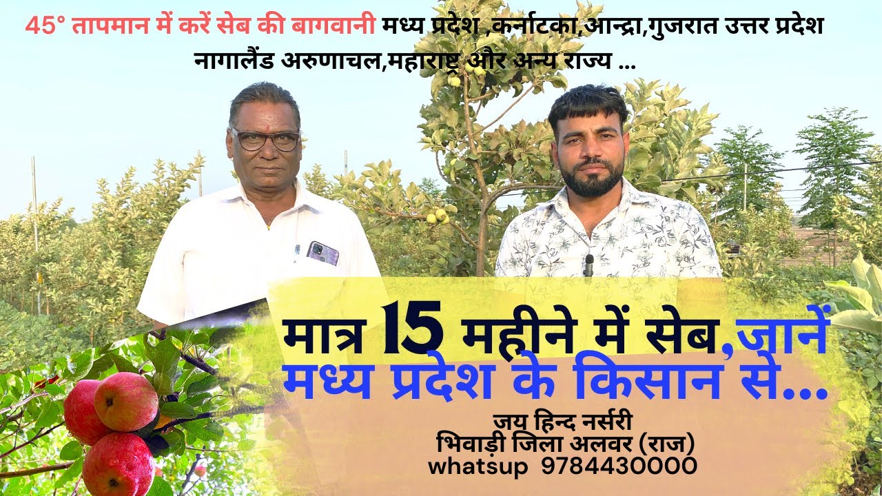 मध्य प्रदेश में 15 महीने में सेब लगना सुरु, किसान से किया कमाल Apple Farming in mp  #JHN