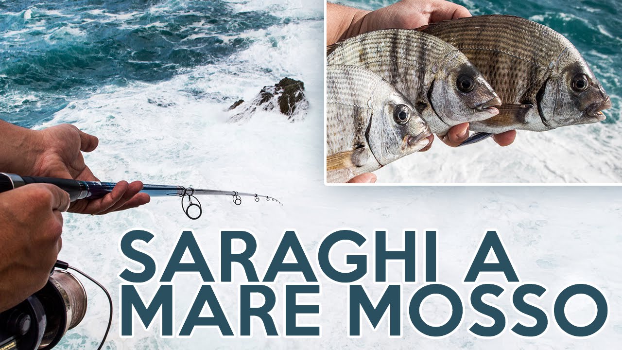 La PESCA dei Saraghi a MARE Molto MOSSO