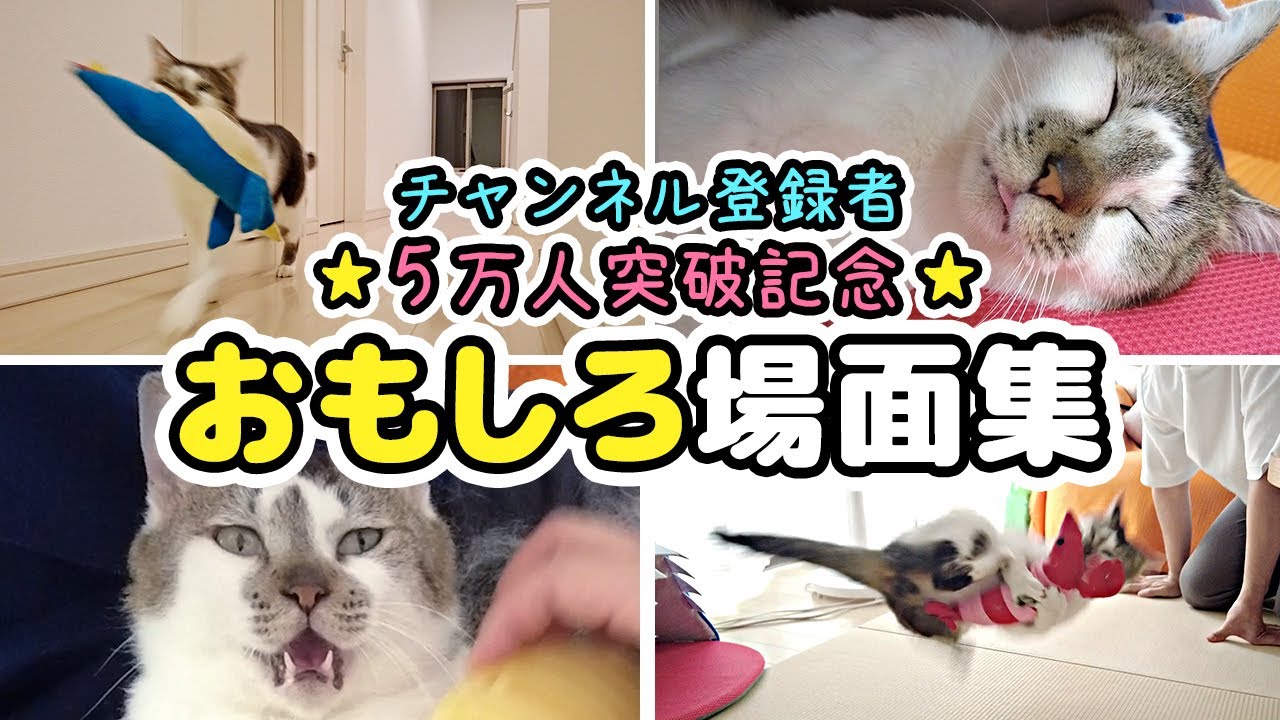 ささみのおもしろ場面集【チャンネル登録者5万人記念】