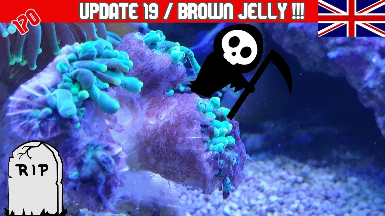 170 gallen - Brown jelly! Update 19