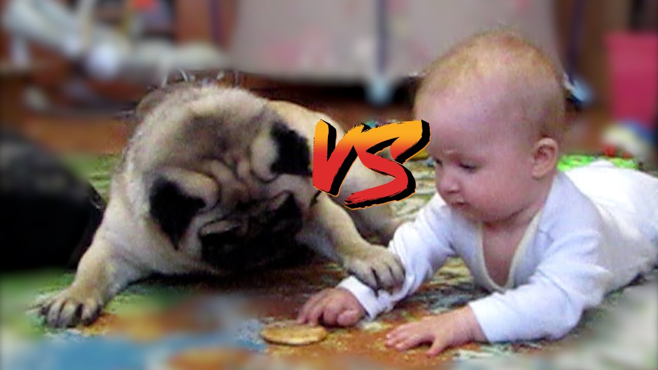 Cookie fight: Pug vs Baby