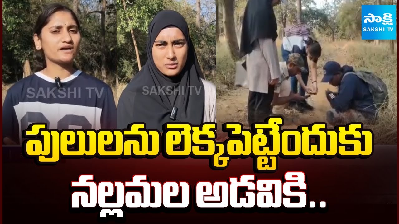 Tiger Census in Nallamala Forest | Amrabad Tiger Reserve | Sakshi TV