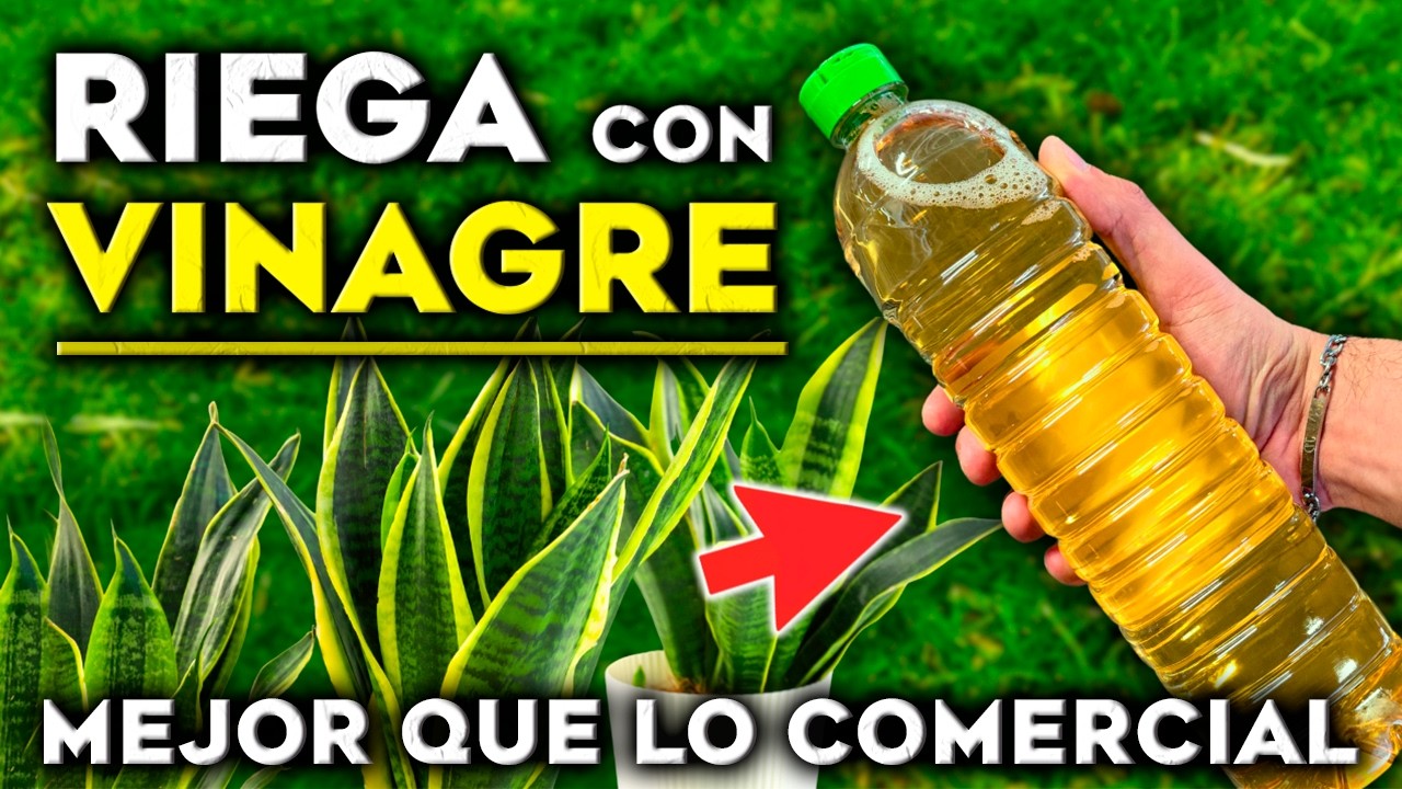 3 Usos del VINAGRE en Plantas 🌿 Abono Casero, Insecticida Natural y Revivir Plantas Enfermas