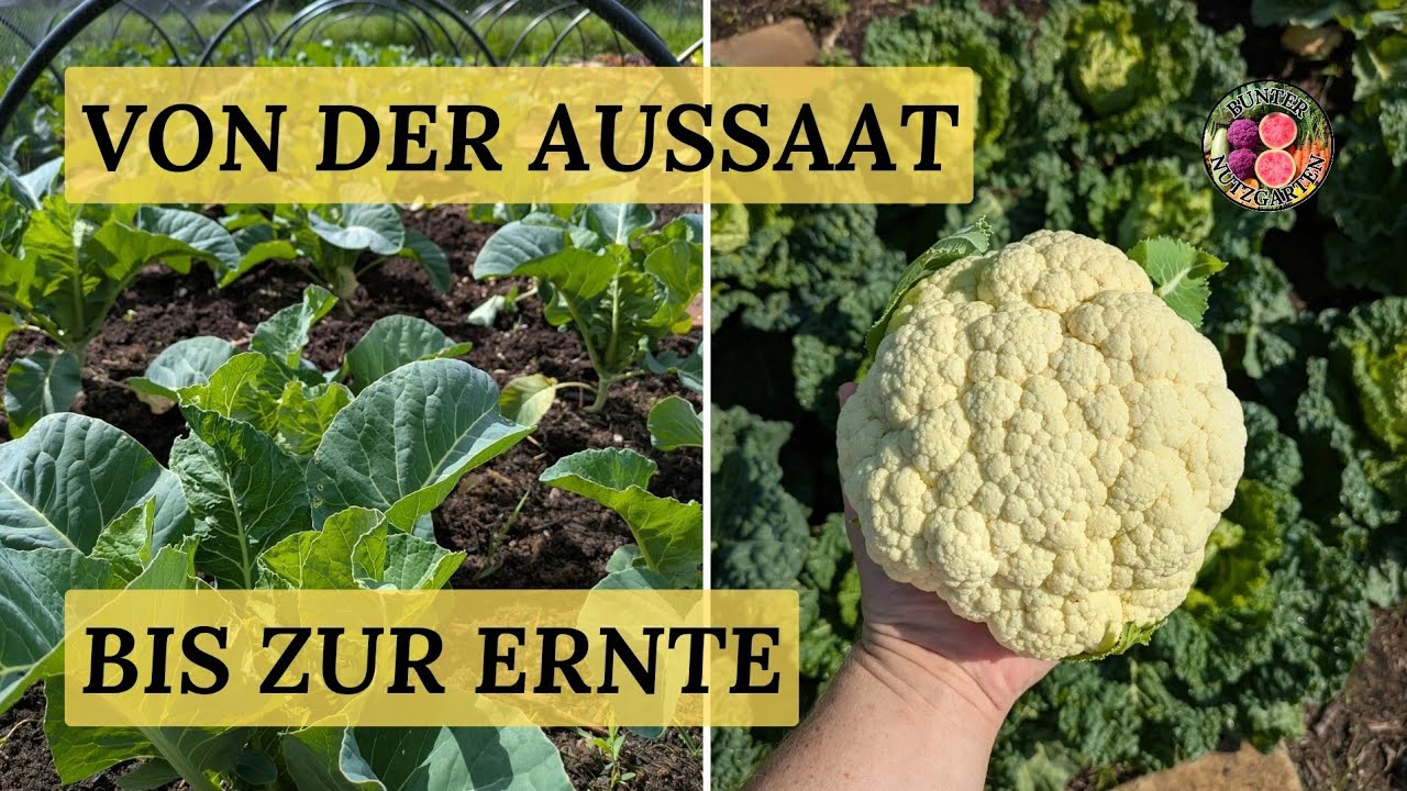 Früher Blumenkohl - von der Aussaat bis zur Ernte