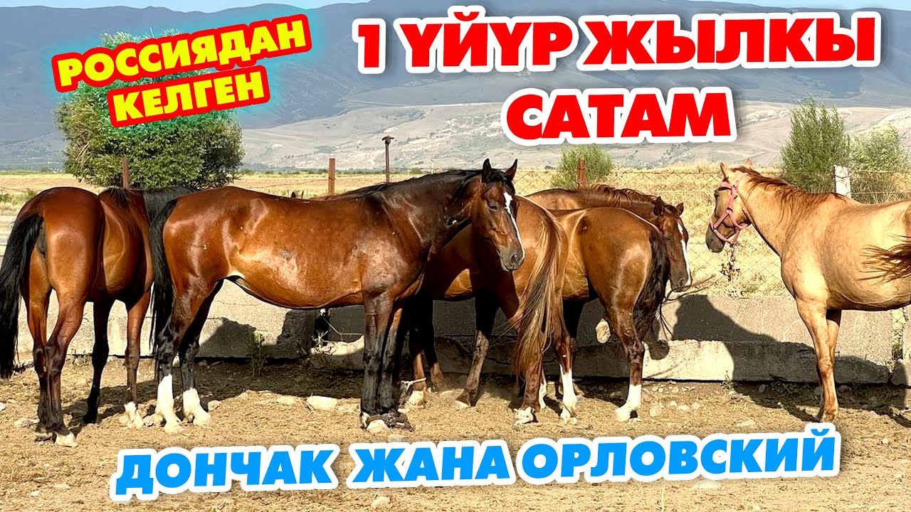 ТАЗА КАНДУУ 1 үйүр ЖЫЛКЫ сатылат ~ Россиядан келди