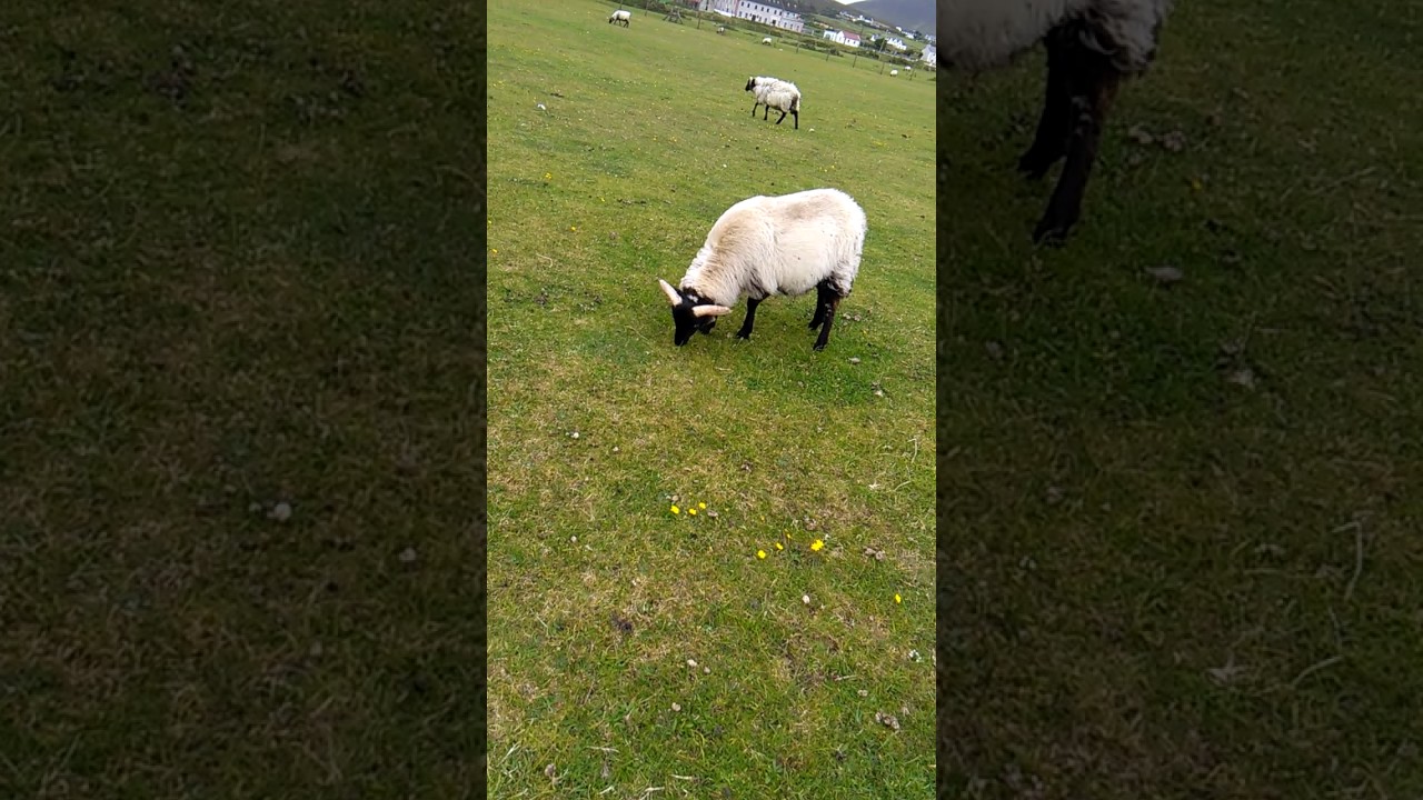 The sheep in achill