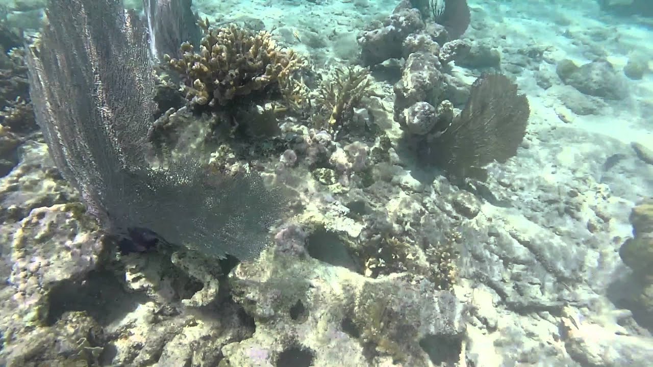 Goff's Caye, Belize Snorkeling 2016 GoPro HD