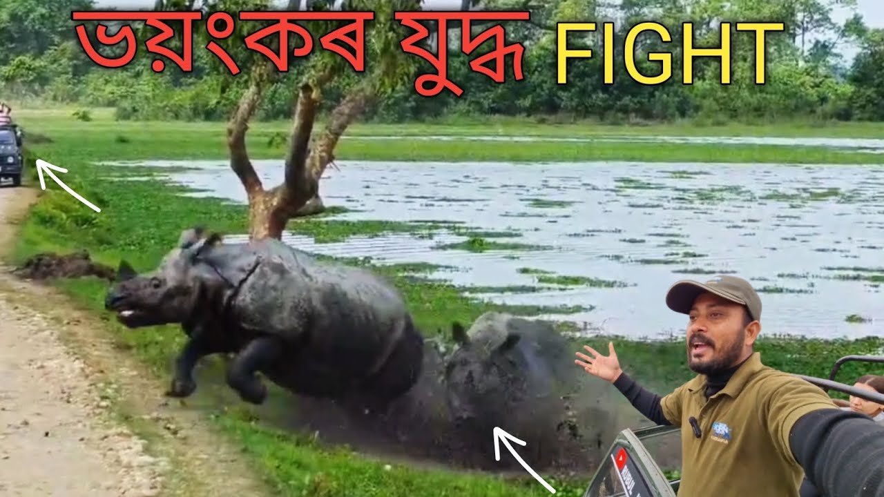 First Rain in Kaziranga | Rhino Fight Caught on Camera | kaziranga Safari 