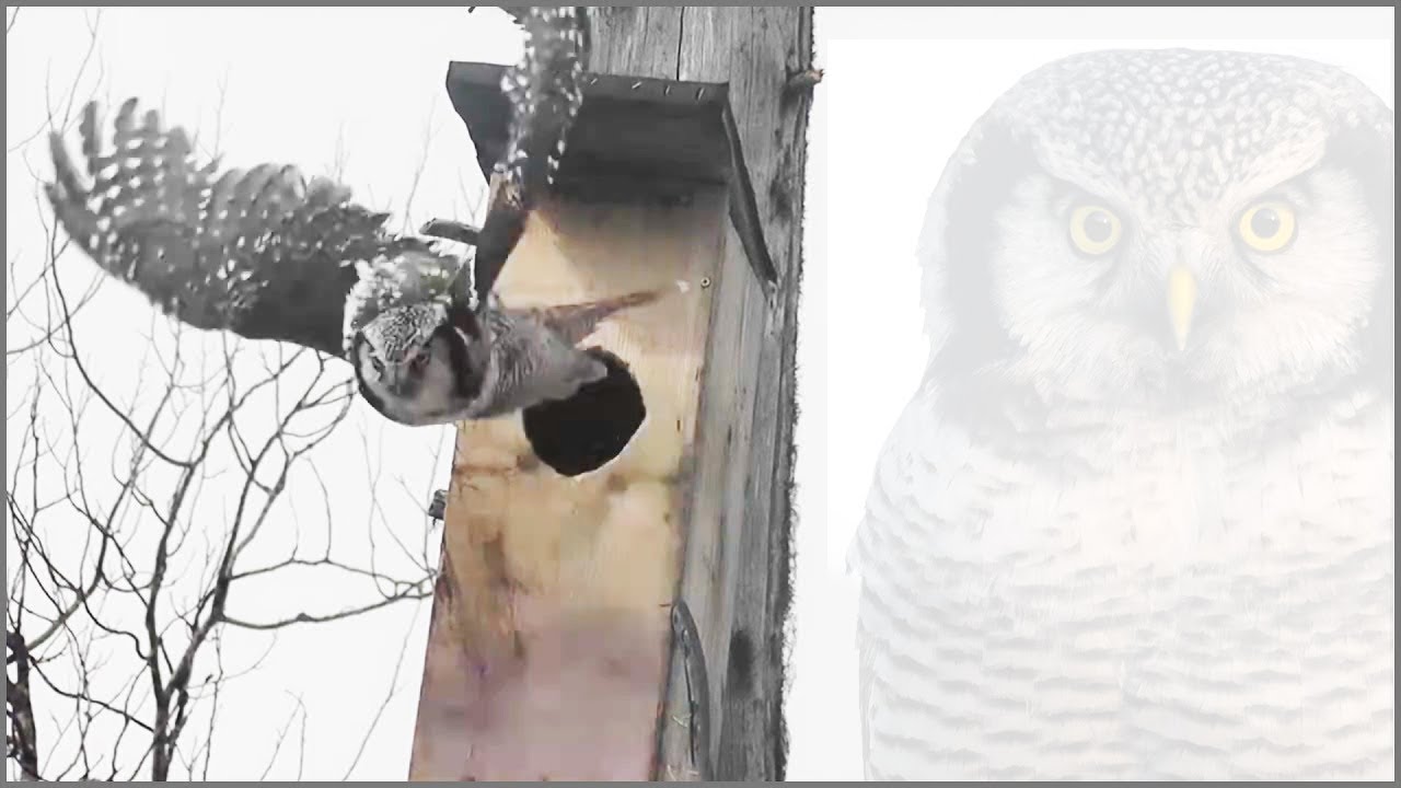 Building A Nesting Box For Owls #birdhouse #DIY