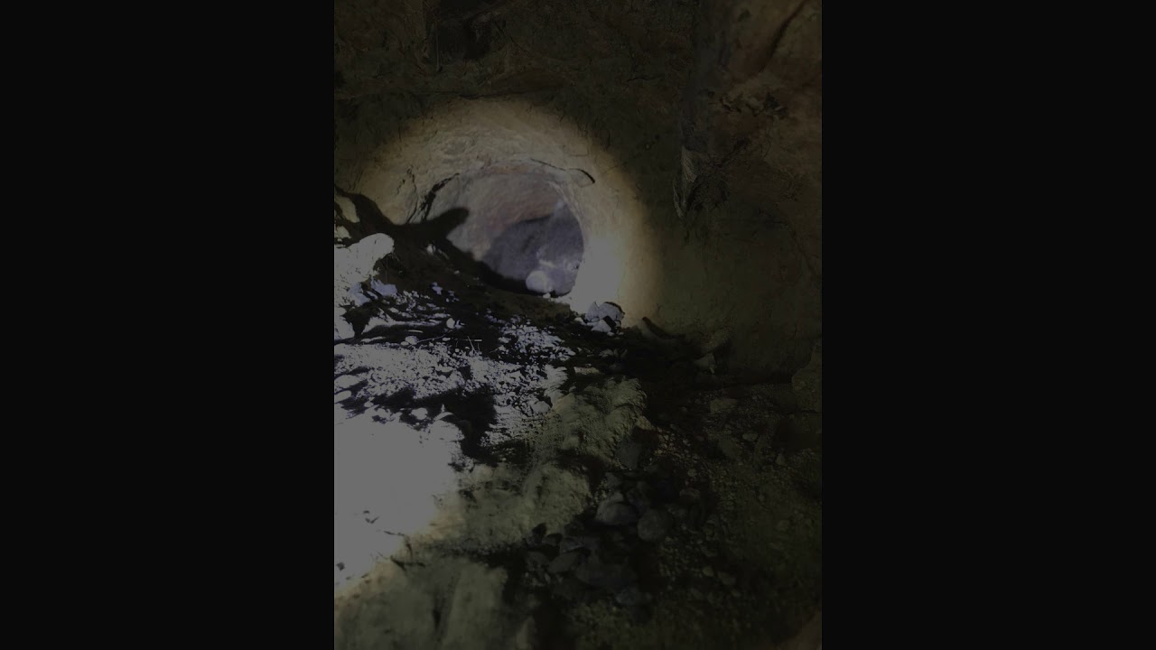 Tallaganda  - wombat in burrow