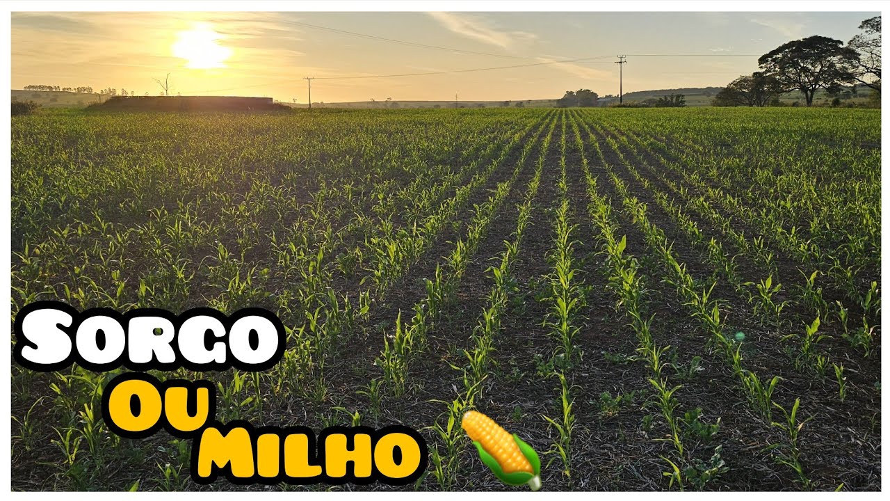 O QUE VOCÊ SABE SOBRE SORGO ??