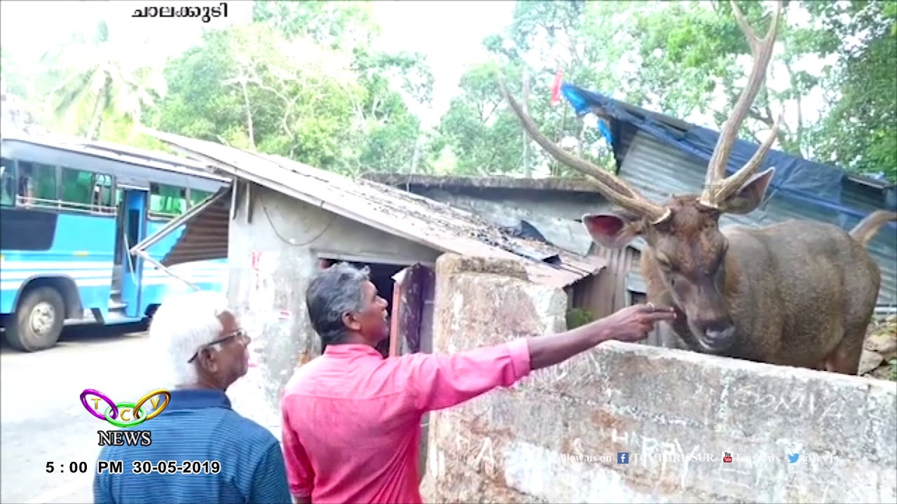 മാടി വിളിച്ചാൽ ഓടിയെത്തുന്ന മ്ലാവ് | TCV Chalakudy