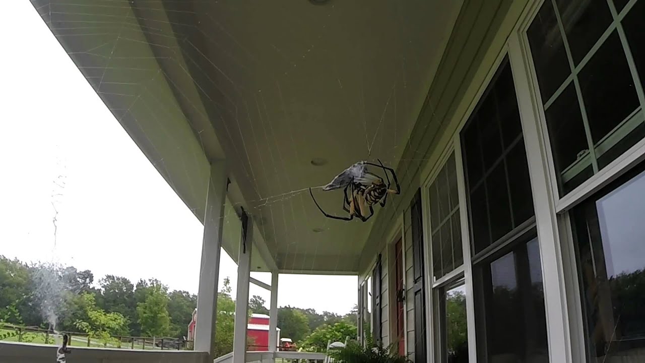 Banana Spider Catches Prey