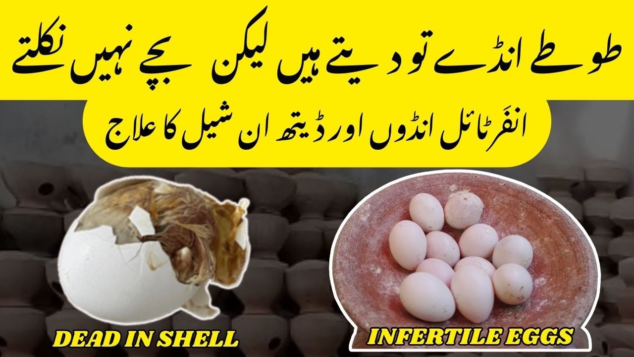 Chicks expire in egg shell and infertile eggs solution | Budgies and Lovebirds | Hindi / Urdu