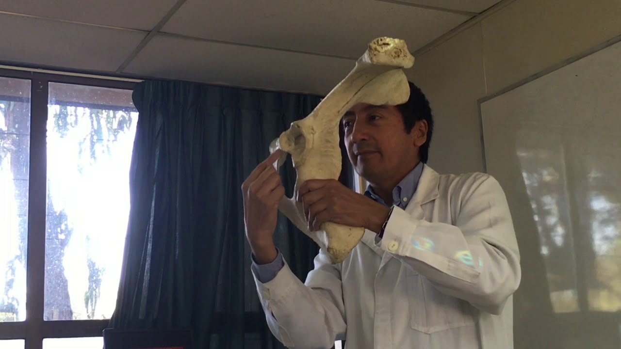 Anatomia comparada miembro posterior bovino