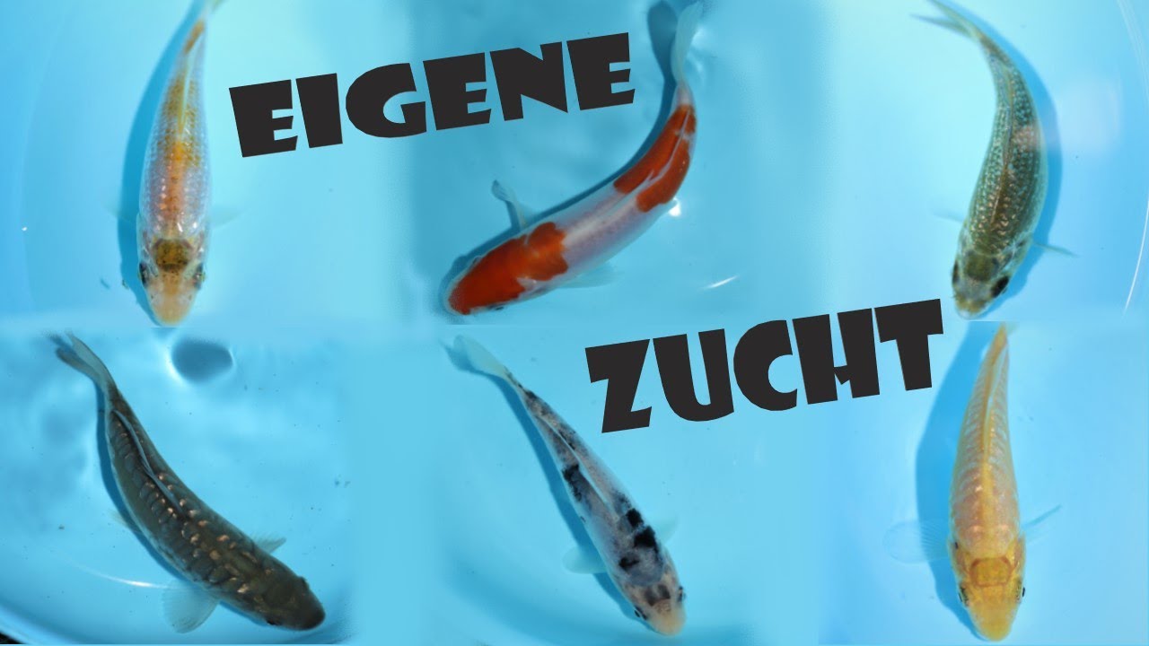 Koi aus diesjährigen Koizucht  - Selektion