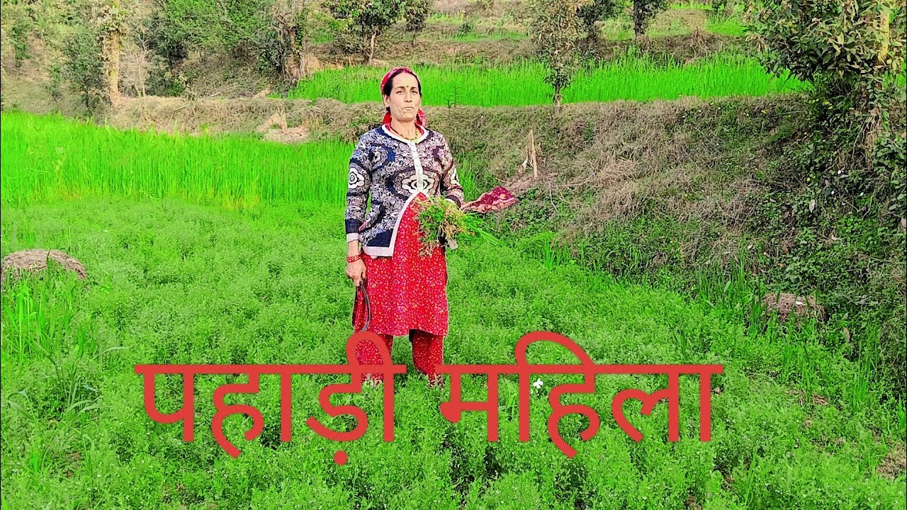 Pahadi video#2026#कैट की वीडियो#पहाड़ के खेत#👍👍👍👌👌👌