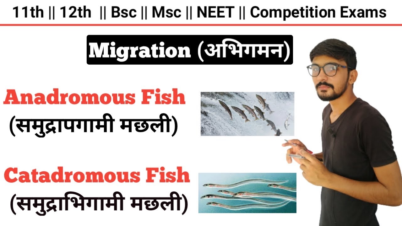 Migration: Anadromous Fish And Catadromous Fish || Migration In Fishes 🐠🐋🐟 || By Dadhich Sir