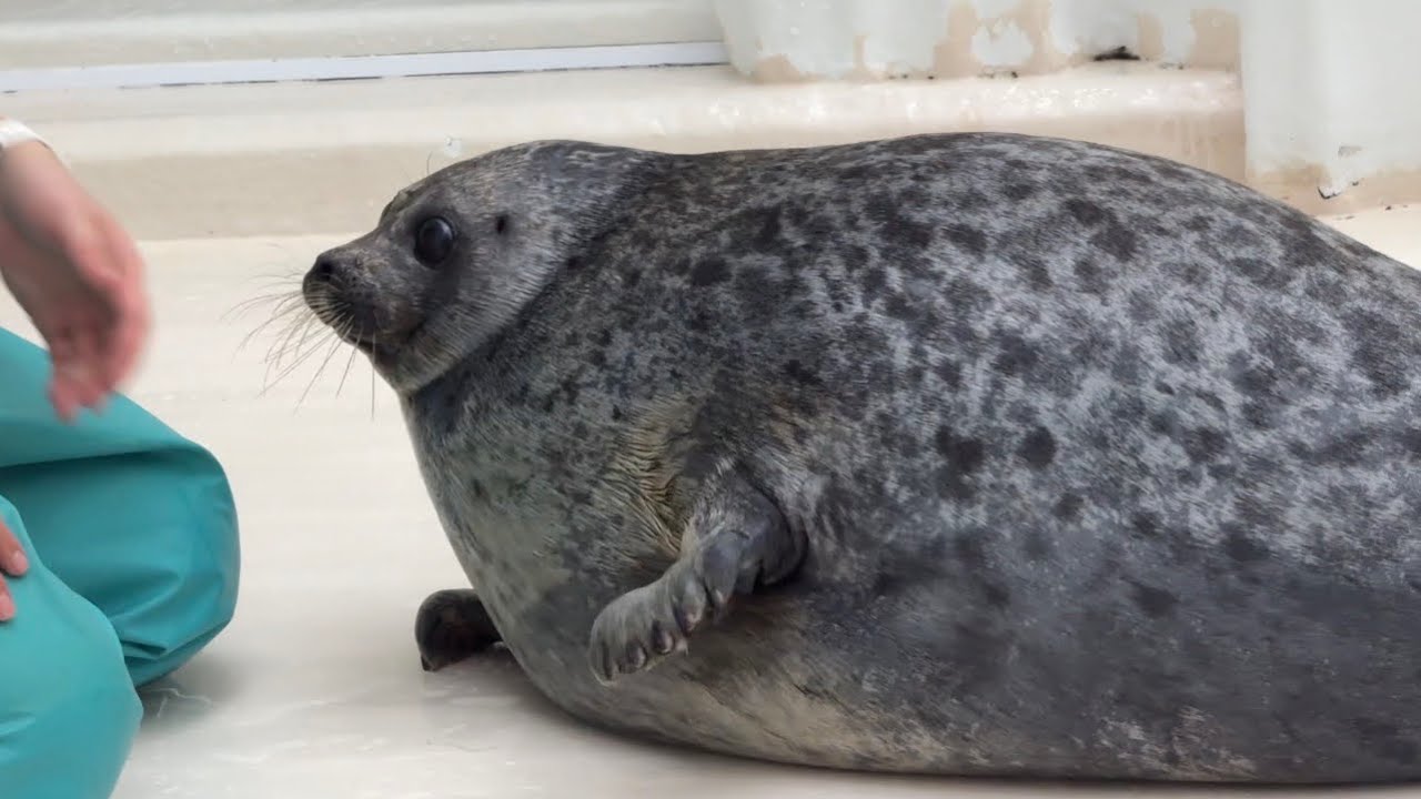 たっぷりのユキちゃん❄️(Yuki)