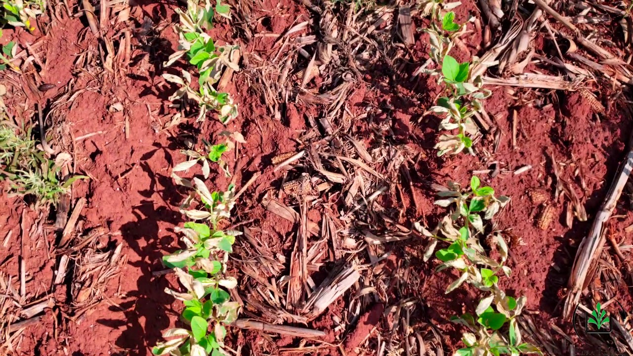 Herbicidas em pós na soja e fitointoxicação da cultura
