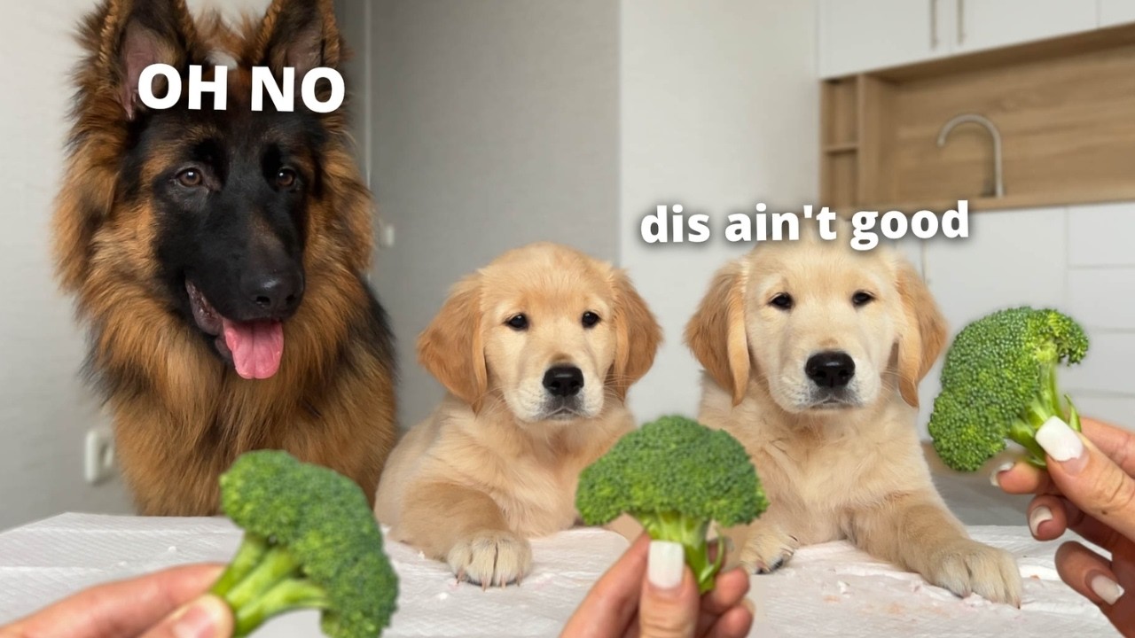 German Shepherd Reviews Food with Puppies | BEST Reactions