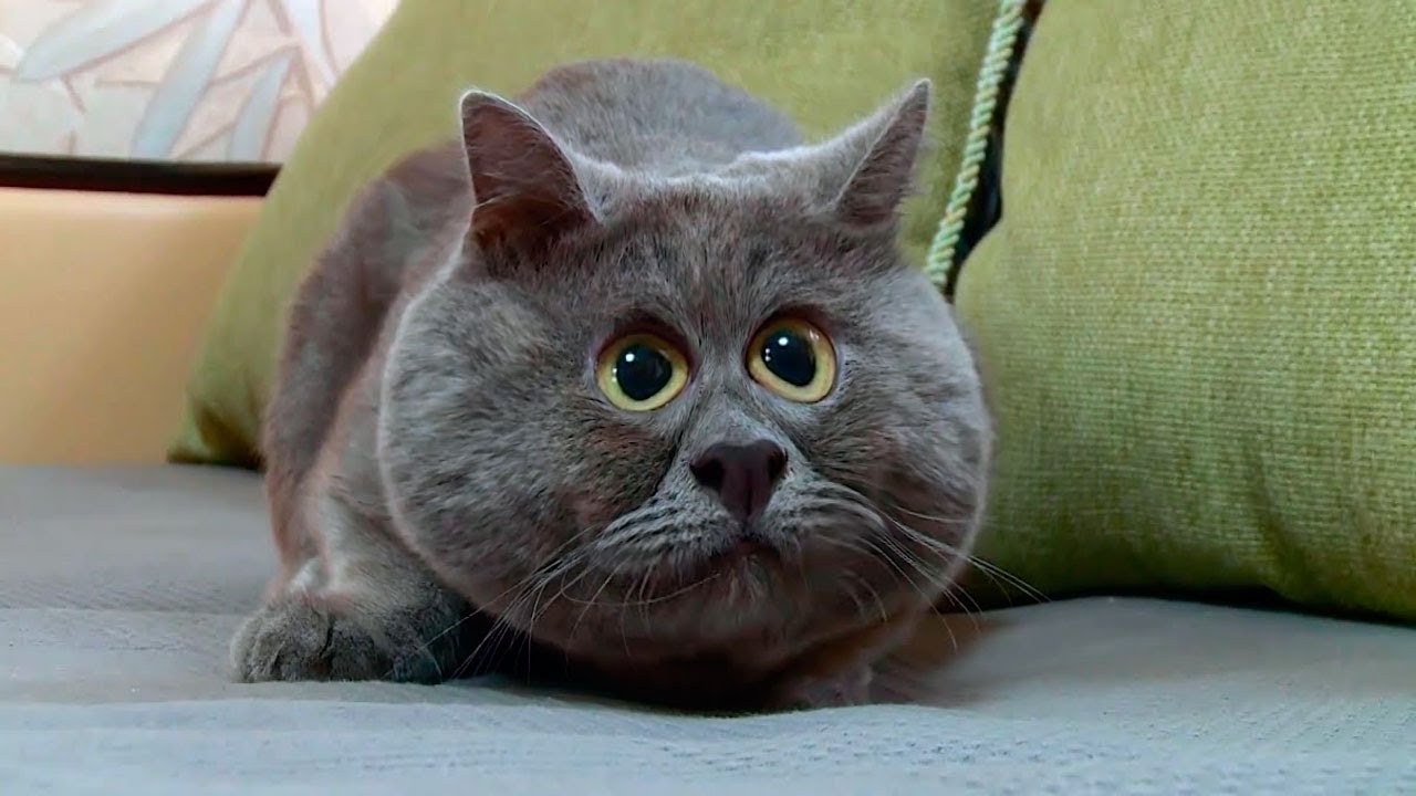 Знакомьтесь это не обычный кот, это вечно удивлённый кот Фёдор!