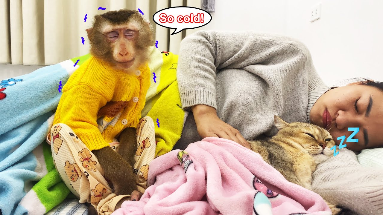 So touching! Monkey Lyly THOUGHTFULLY gave up her blanket to cat Tommy, it touched my heart to watch