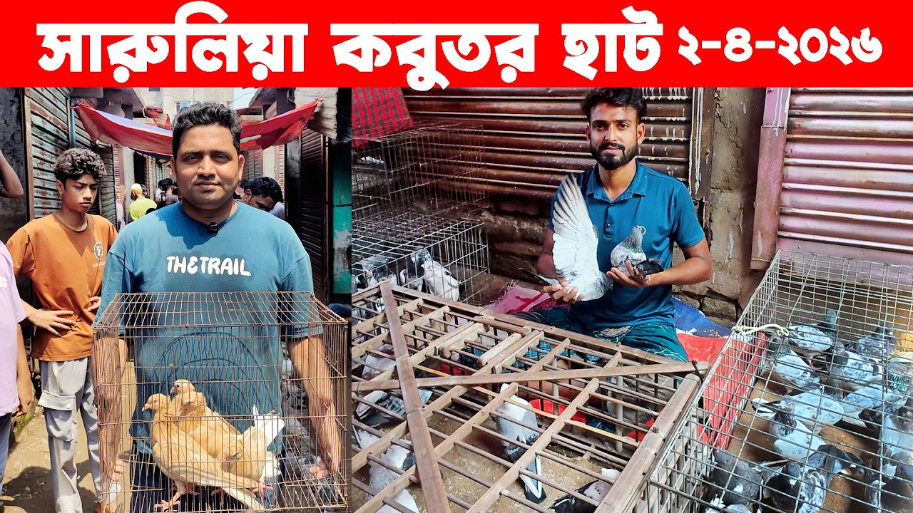 Saruliya Kobutor Hat 2-4-2026 | kobutor hat | pigeon market in bangladesh | Saroliya kobutor hat