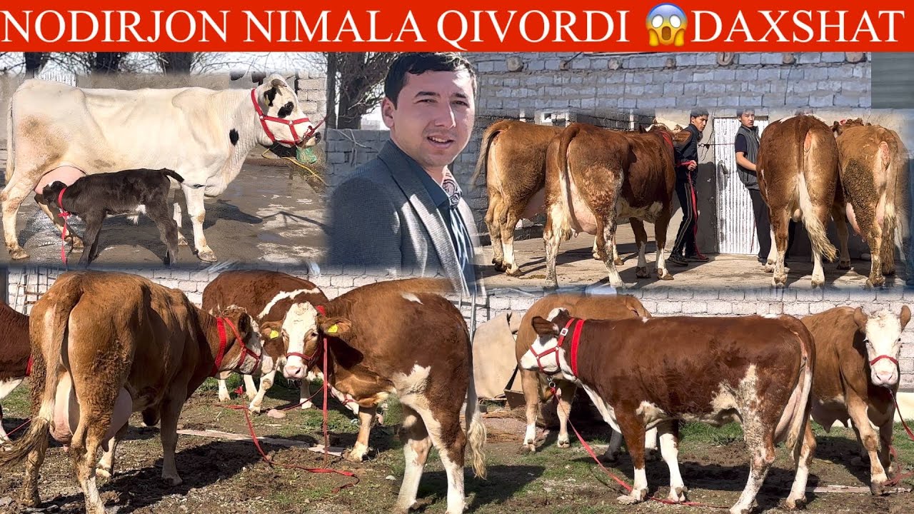 NODIRBEK😳F✊ISHONIG YUTUB💥P🔥SIMMENTAL S ONA BOLA XAMMASIDAN BOR NARXLAR ARZON🥛🌨️🏃