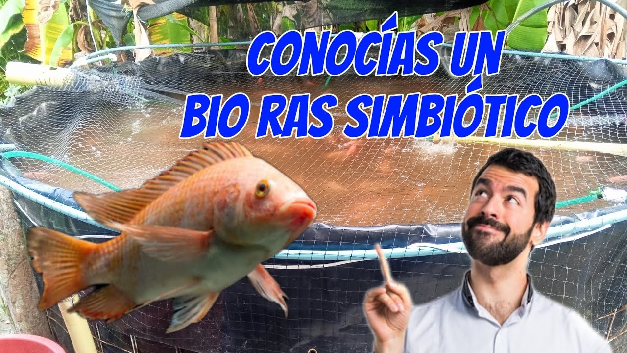 🏠 BIO RAS SIMBIÓTICO para TILAPIA en CASA | La FUSIÓN PERFECTA: Biofloc + RAS 🚀