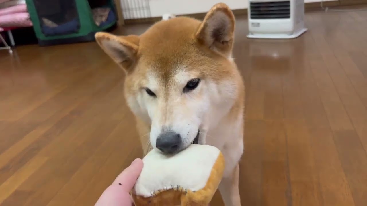 2026年1月25日優雅に事務所で遊び回る可愛い柴犬むぎちゃんぎんちゃんなのだ