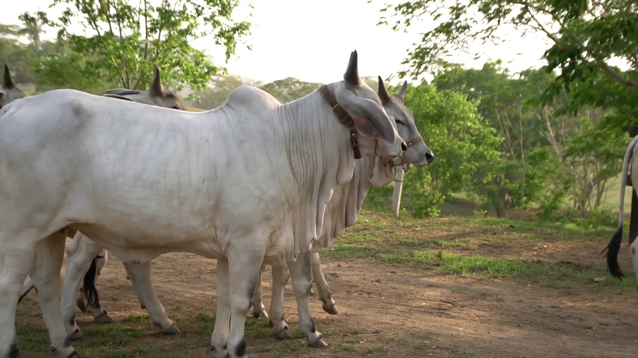 Razas productoras de leche en climas tropicales 1