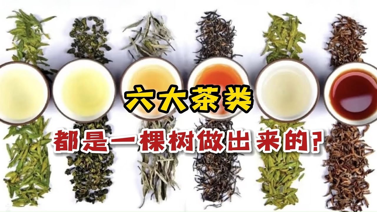 一颗茶树就能做六大茶类？茶叶究竟是怎么分类的？3分钟讲明白！