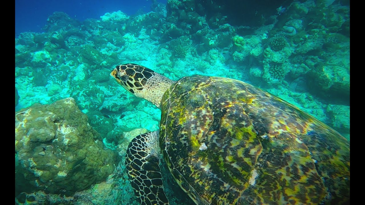 MALDIVES 2024-03 - Snorkeling at Ukulhas House Reef