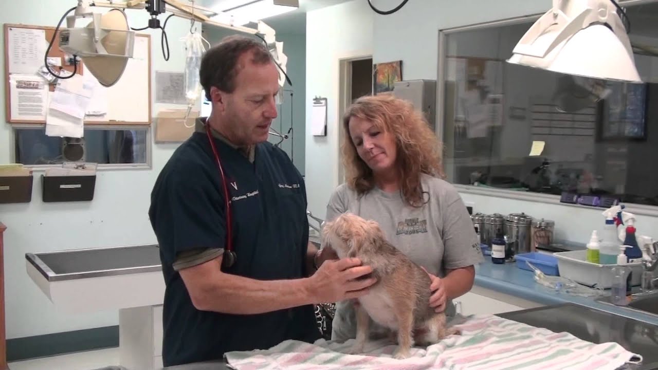 Hay Fever and Sneezing in Dogs
