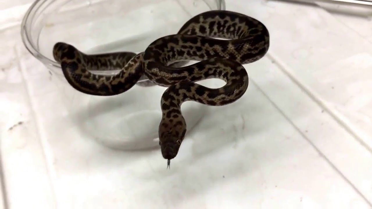 Quick Clip: Spotted Python