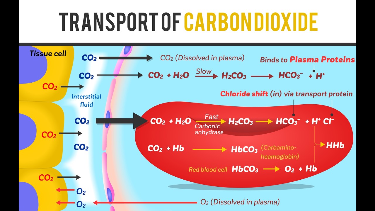 CBC TRANSPORT IN MAN: TRANSPORT OF CARBON DIOXIDE AND THE BOHR EFFECT