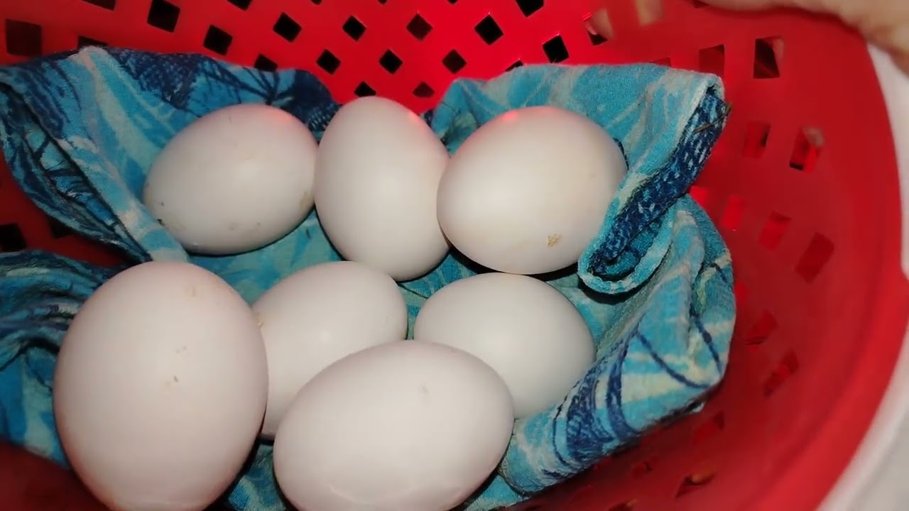 17.02.26г. СОБИРАЮ ЯЙЦА 🪺 🥚 