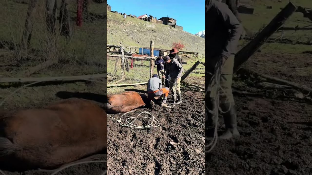 ცხენების თუშეთიდან რანჩომდე ჩამორეკვის სამზადისი