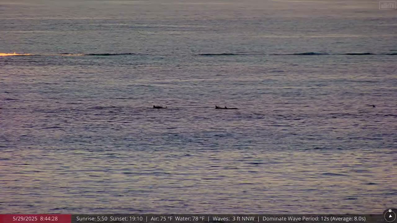 May 29, 2025: Swimming with Dolphins on the North Shore of Oahu, Hawaii in 4K Ultra HD