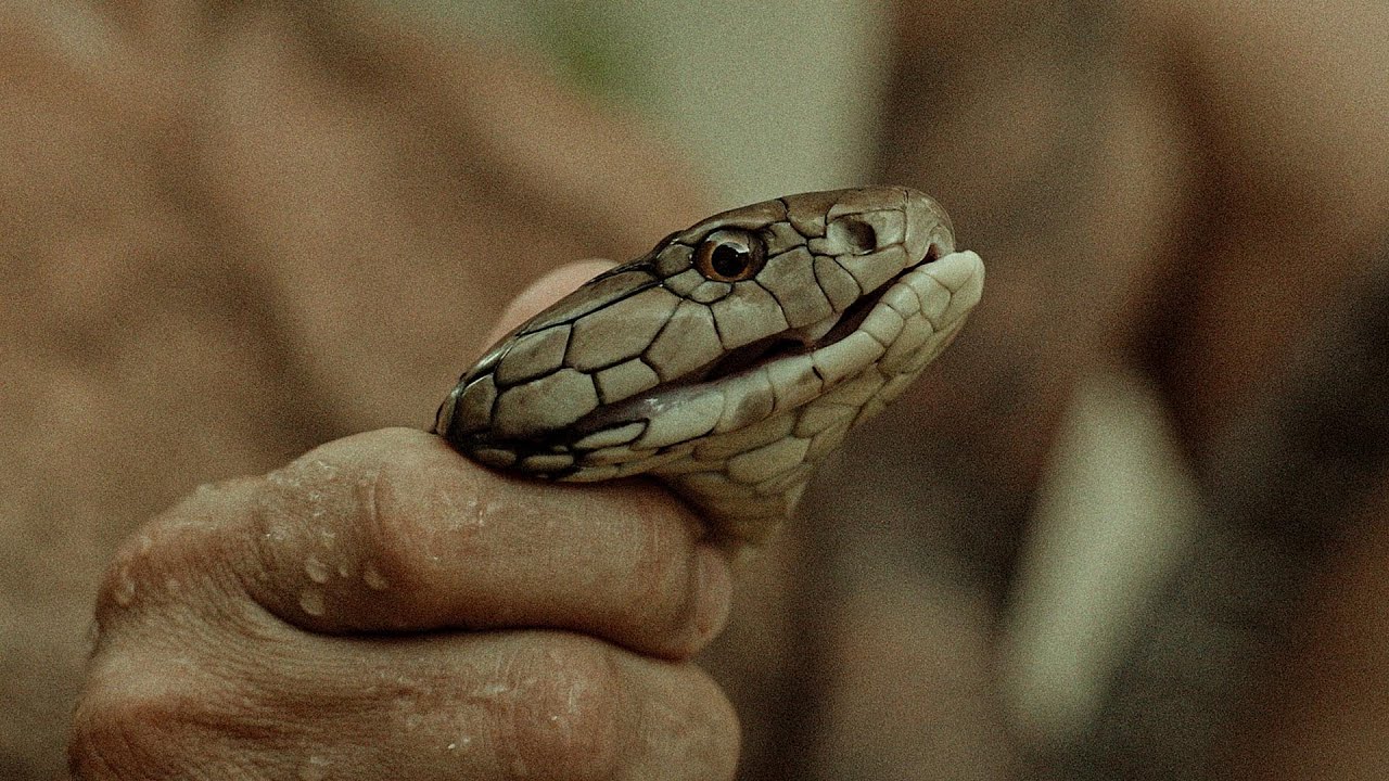 VAINCRE sa PEUR face au COBRA ROYAL ! Feat Raphaël Pépin & Vincent Queijo