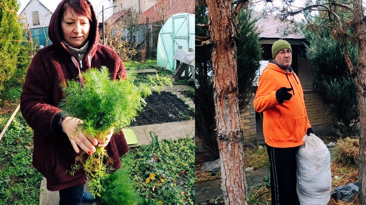 Наш сад в декабре. Урожай укропа. Жизнь как она есть в Украине #familyvlog