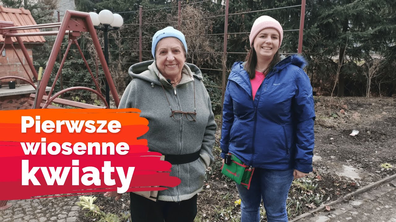 Pierwsze wiosenne kwiaty