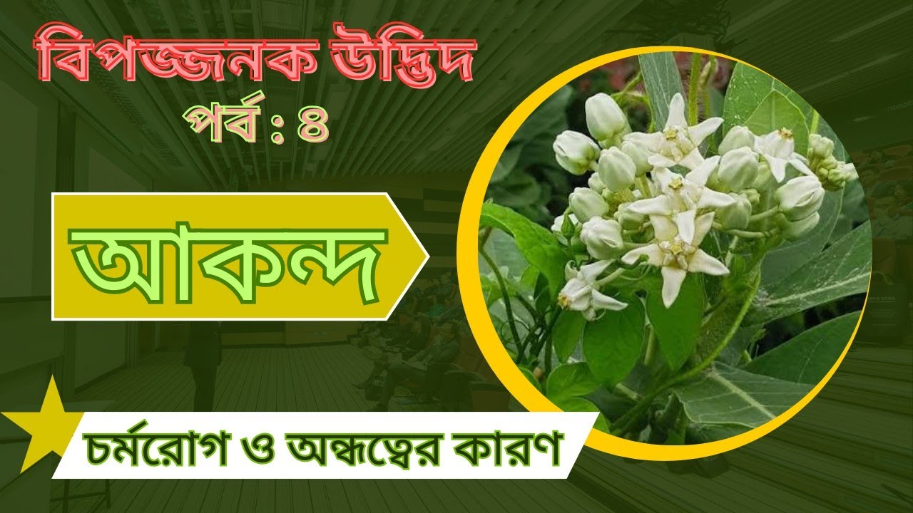 বিপজ্জনক উদ্ভিদ (পর্ব :৪) : আকন্দ।। Dangerous Plant (Part 4) : Akanda @gramchetana 