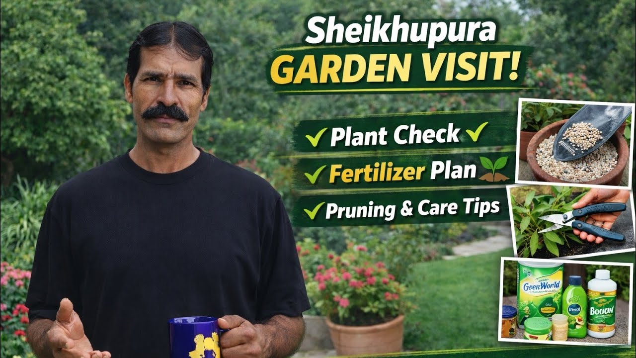 Sheikhupura Home Visit | Plant Inspection, Fertilizer Plan & Cutting Guide