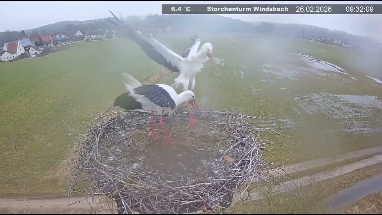 Bociany wróciły ! Storchenturm Windsbach, DE - 26 02 2026 Storks, Germany