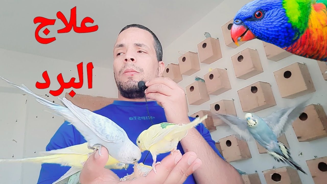 كيف تعرف أن طيورك مريضة بالبرد/ الوقاية/ العلاج/كوكتيل كالوبسيت بادجي كروان