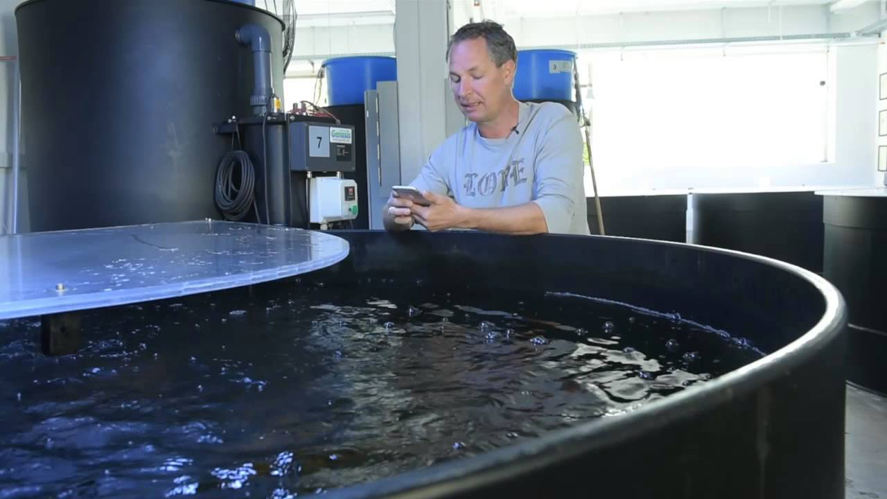 Modern Koi Blog #146 - Scheue, fressunlustige Koi