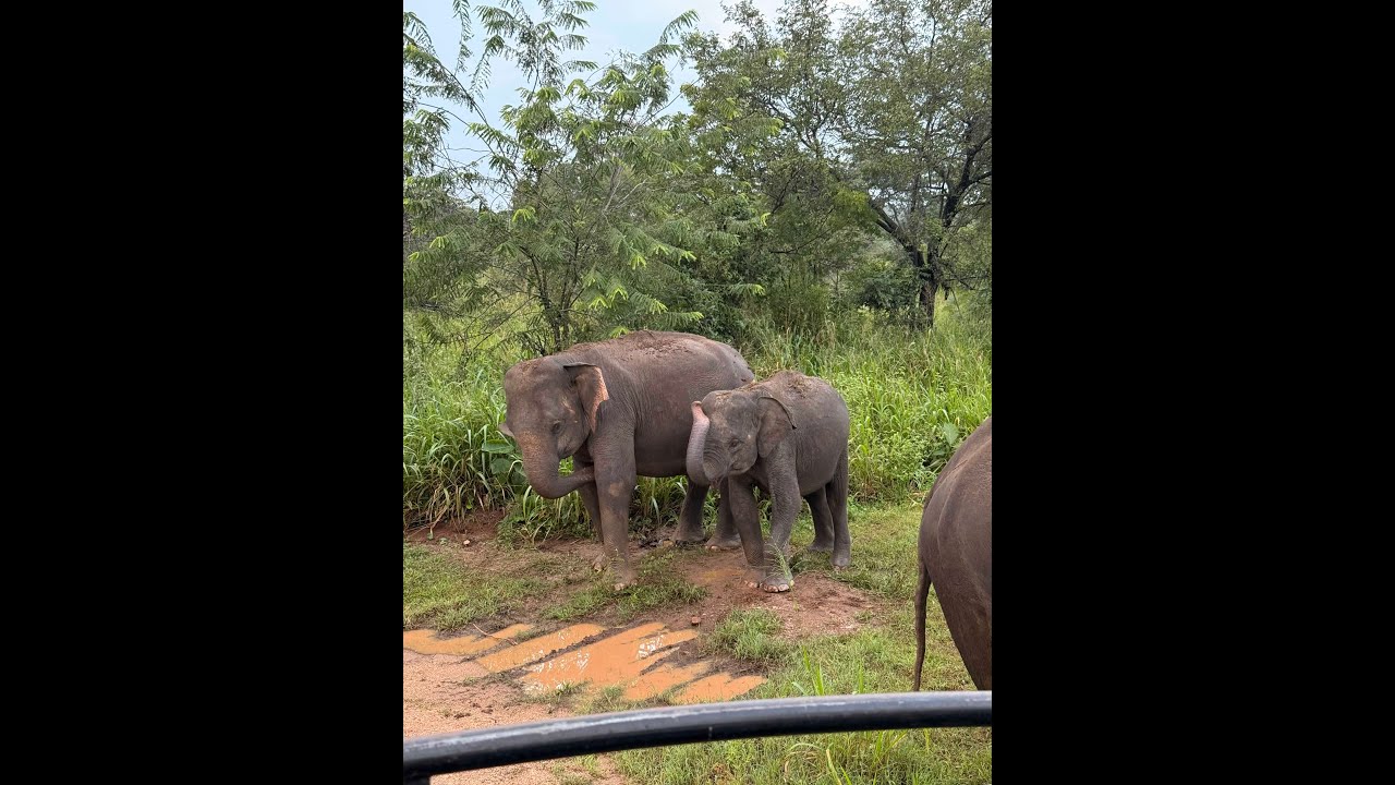 Elephant Safari Habarana Sri Lanka Dec 2025