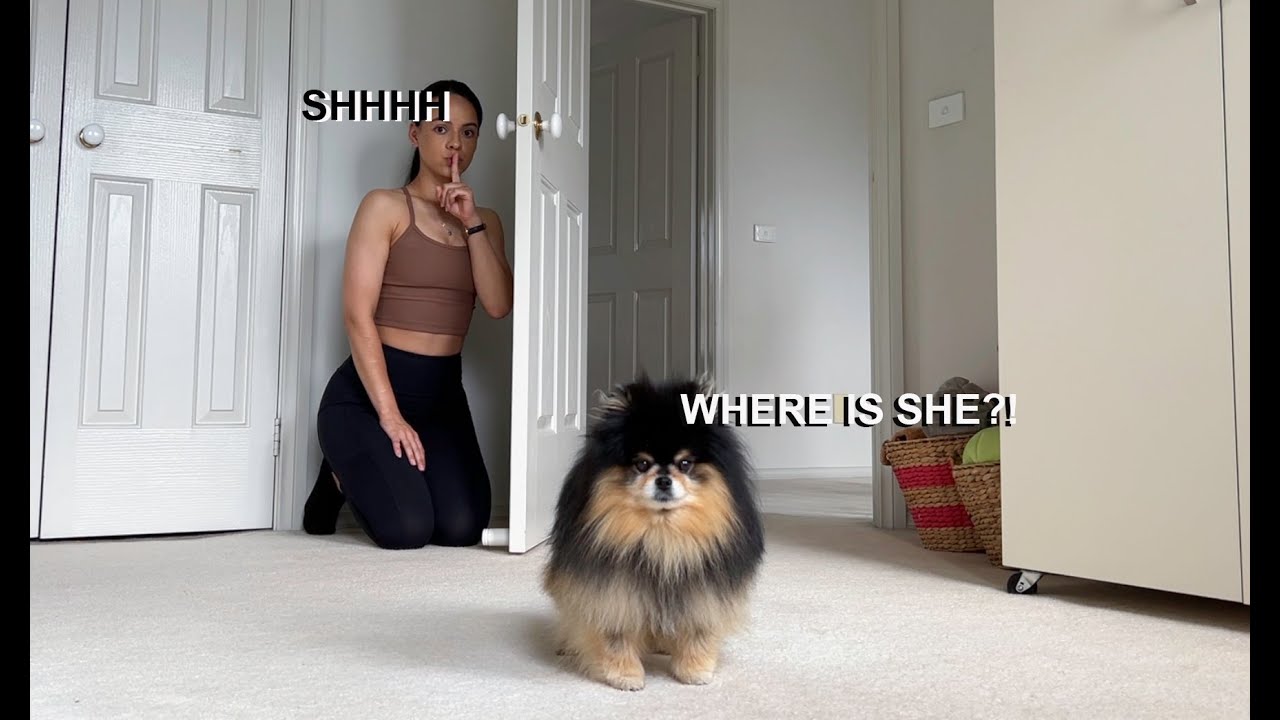 Playing Hide and Seek With My Dog | My Dog Went Into Investigator Mode